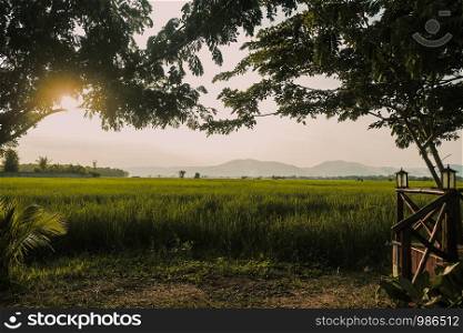 Tranquil scene of sunset at the green rice field in the countryside. Nan province, Thailand.