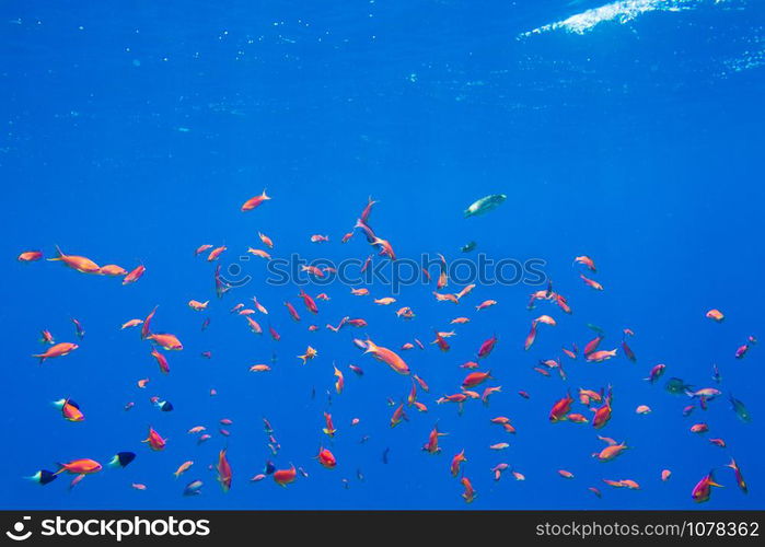 Tranquil underwater scene with copy space