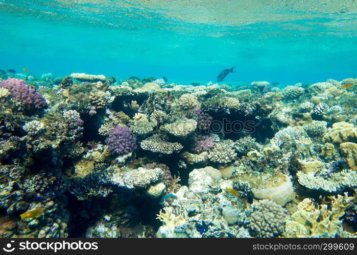 Tranquil underwater scene with copy space