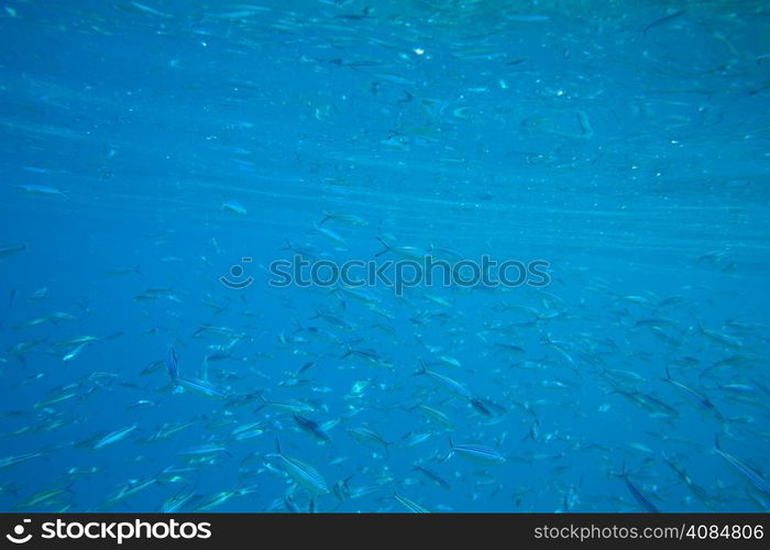 Tranquil underwater scene with copy space