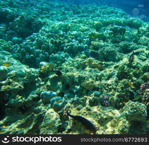 Tranquil underwater scene with copy space