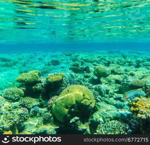 Tranquil underwater scene with copy space