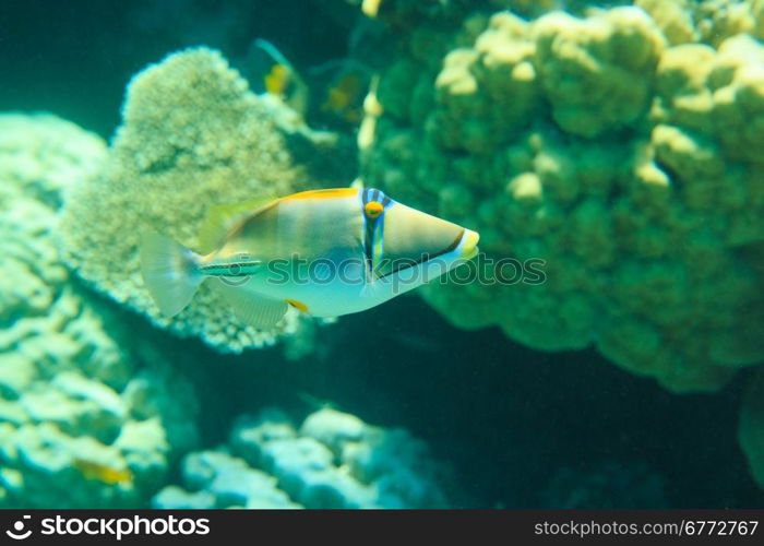 Tranquil underwater scene with copy space