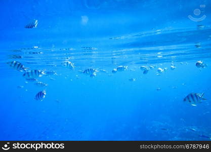 Tranquil underwater scene with copy space