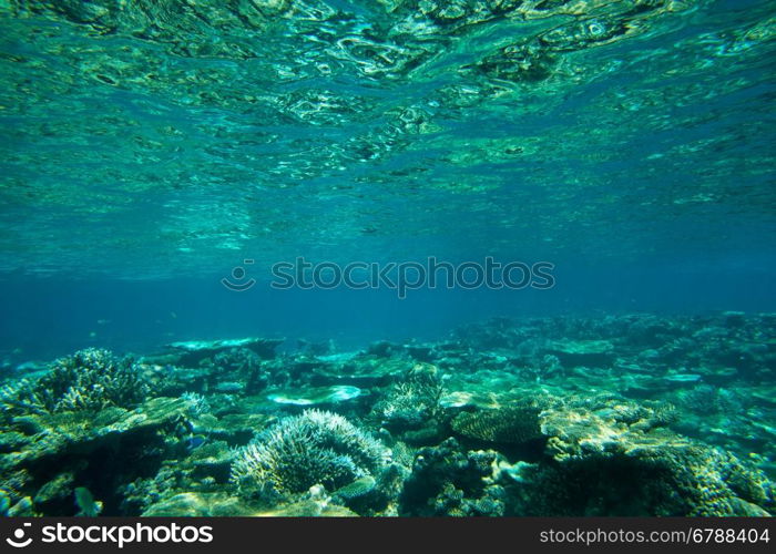 Tranquil underwater scene with copy space