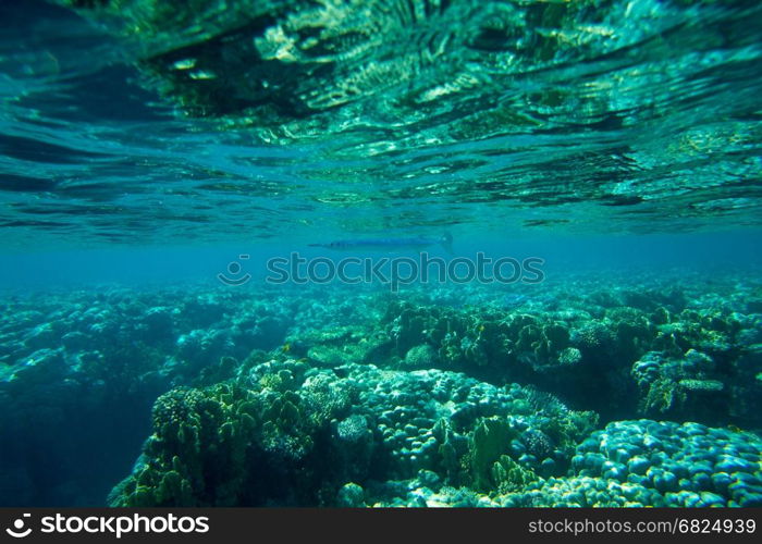 Tranquil underwater scene with copy space