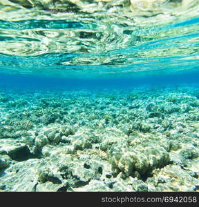 Tranquil underwater scene with copy space