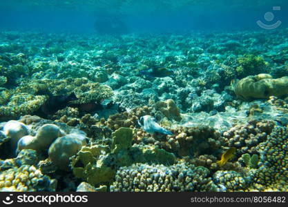 Tranquil underwater scene with copy space