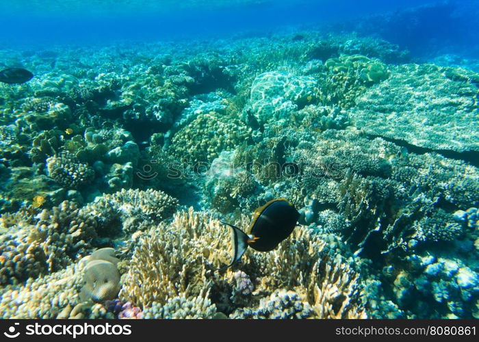 Tranquil underwater scene with copy space