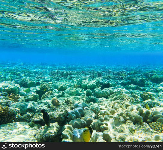 Tranquil underwater scene with copy space