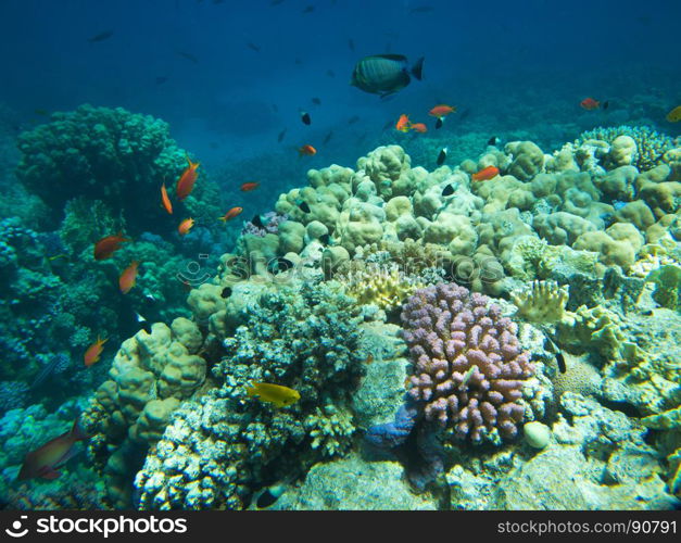 Tranquil underwater scene with copy space