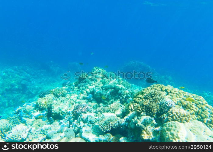 Tranquil underwater scene with copy space&#xA;&#xA;