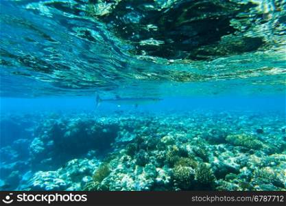 Tranquil underwater scene with copy space&#xA;&#xA;