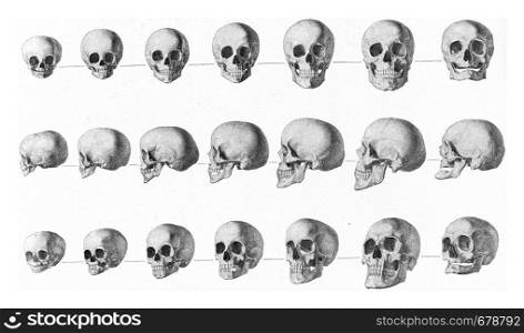 Transformations of the human skull from childhood to old age, vintage engraved illustration. From the Universe and Humanity, 1910.