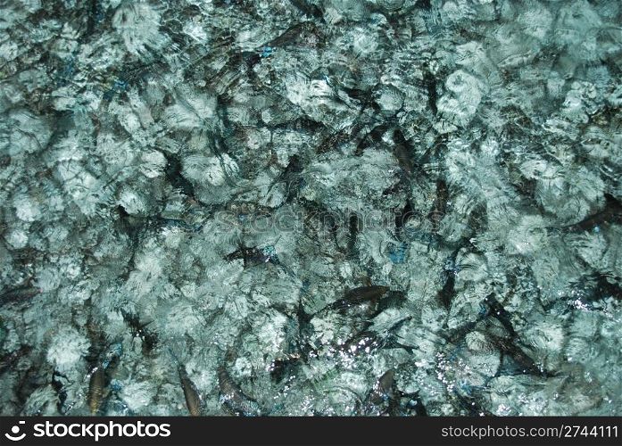 translucent water full of black fishes (night shoot)