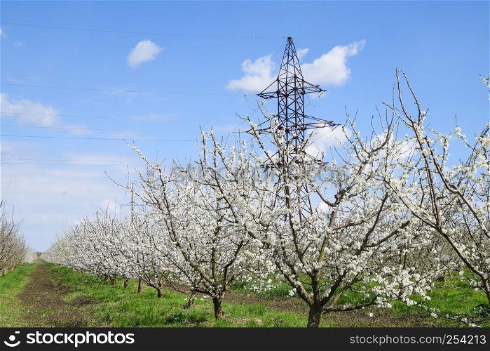 Transmission tower in the flowering plum garden. Farm garden in spring.. Transmission tower in the flowering plum garden