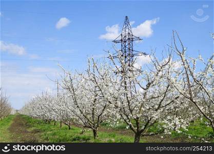 Transmission tower in the flowering plum garden. Farm garden in spring.. Transmission tower in the flowering plum garden