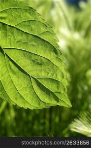 transparency in mulberry leaf silworms food green spring nature macro