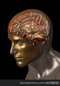 Transparent human head showing the brain