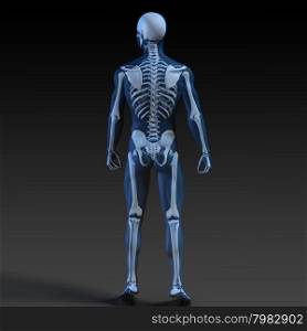 Transparent Human with Bone Structure in Movement