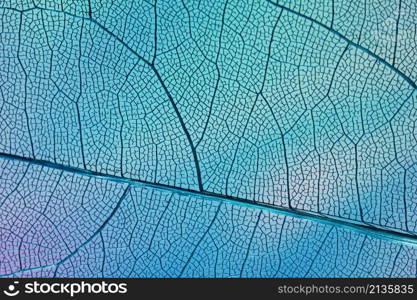 transparent leaf with blue backlight