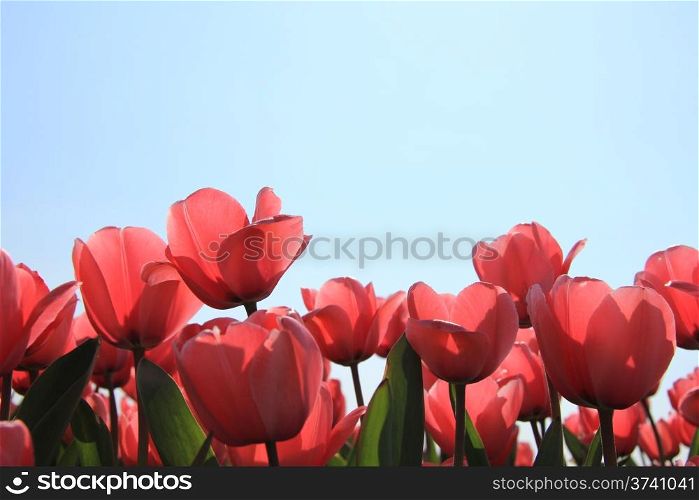 Transparent pink tulips in a backlighted shot