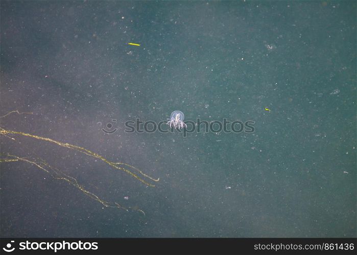 Transparent white jellyfish floats in water