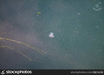 Transparent white jellyfish floats in water