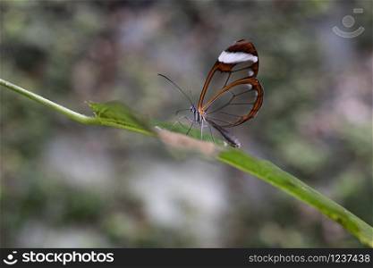 transparent winged butterfly on a leaf in a forest
