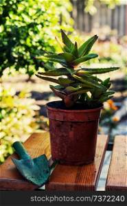 Transplant and care for house plants in spring. Spring,plants,care