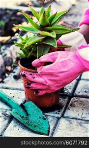 Transplant process the medicinal plant aloe outdoors. Plant aloe in pot