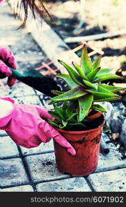 Transplant process the medicinal plant aloe outdoors. Plant aloe in pot