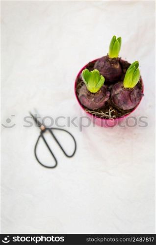 Transplanting a hyacinth flowerpot in spring, flowers with bulbs in a pot of soil, transplanting tools. View from above. Transplanting a hyacinth flowerpot in spring, flowers with bulbs in a pot of soil, transplanting tools. View from above.