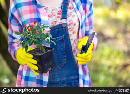 transplants flowers in the garden. flower pots and plants for transplanting