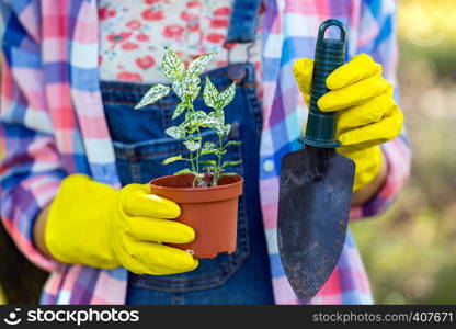 transplants flowers in the garden. flower pots and plants for transplanting