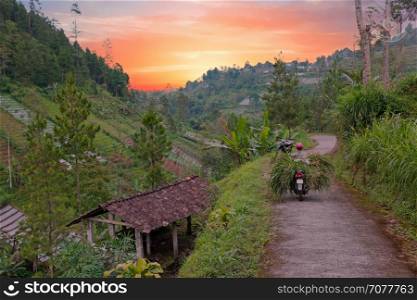 Transporting grass in the countryside from Java Indonesia at sunset