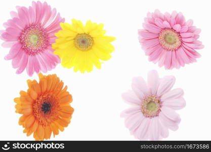 Transvaal daisy