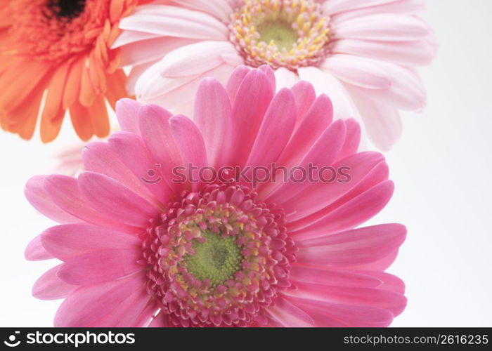 Transvaal daisy