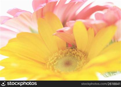 Transvaal daisy