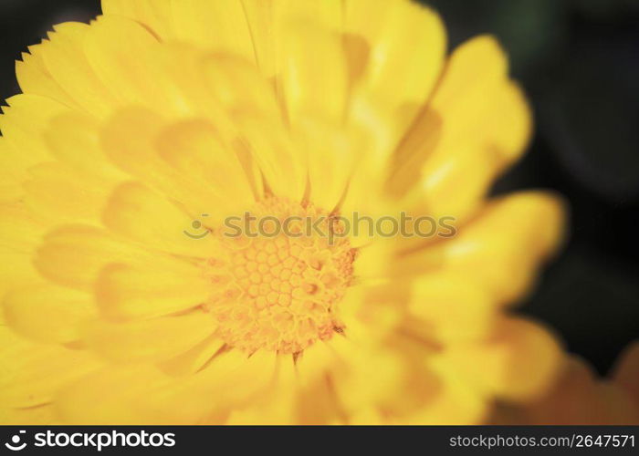 Transvaal daisy