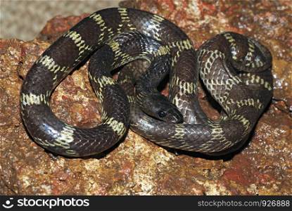 Travancore Wolf Snake, Lycodon travancoricus. An endemic snake of Western ghat found in evergreen forests, Murud, Konkan, Maharashtra, India.