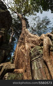 Travel Cambodia concept background - ancient ruins with tree roots, Ta Prohm temple, Angkor, Cambodia