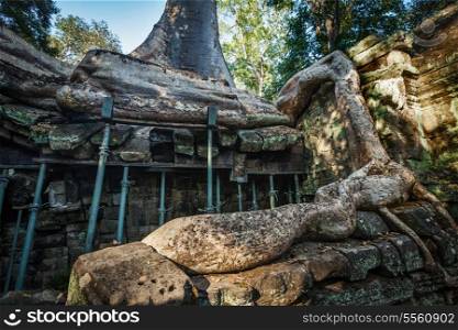 Travel Cambodia concept background - ancient ruins with tree roots, Ta Prohm temple, Angkor, Cambodia