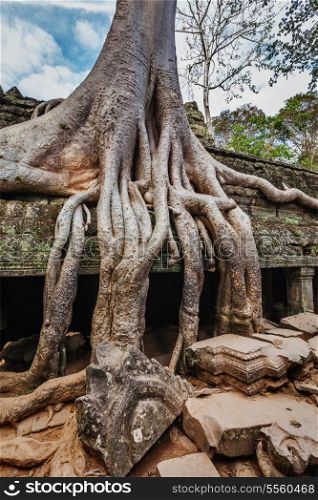 Travel Cambodia concept background - ancient ruins with tree roots, Ta Prohm temple ruins, Angkor, Cambodia