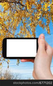 travel concept - hand holds smartphone with cut out screen and birch twigs with yellow autumn leaves on background