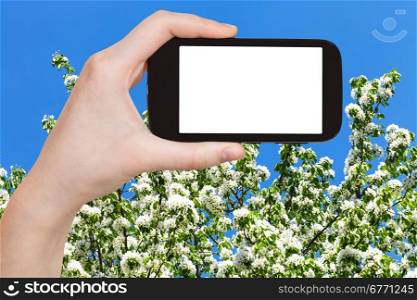 travel concept - hand holds smartphone with cut out screen and spring blossoming tree and blue sky on background
