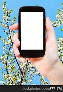 travel concept - hand holds smartphone with cut out screen and white cherry tree flowers on background