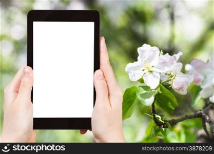 travel concept - tourist photograph flower on flowering apple tree close up in spring with green forest background on tablet pc with cut out screen with blank place for advertising logo