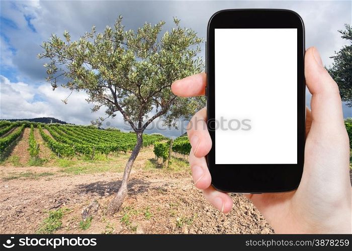 travel concept - tourist photograph olive tree and vineyard on slope in Etna region, Sicily on tablet pc with cut out screen with blank place for advertising logo