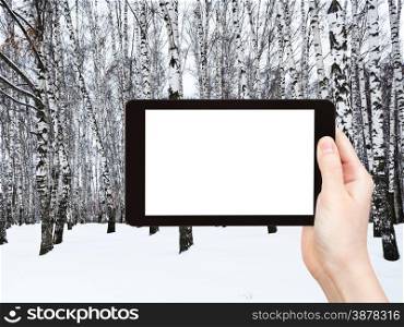 travel concept - tourist photograph russian snow birch forest in winter on tablet pc with cut out screen with blank place for advertising logo
